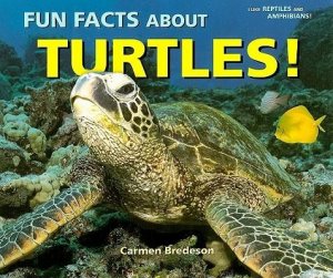 Fun Facts About Turtles!