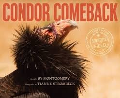 scientists in the field condor comeback