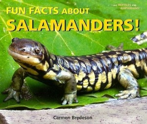Fun Facts About Salamanders!