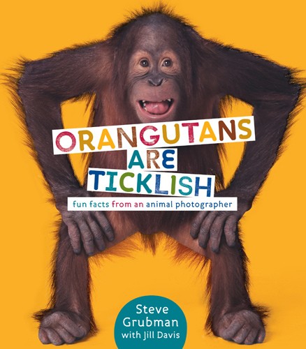 Orangutans Are Ticklish: Fun Facts From An Animal Photographer