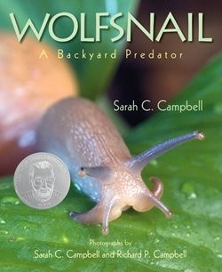 Wolfsnail:  A Backyard Predator