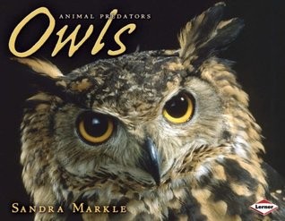 Owls  (Animal Predators)