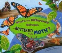 What’s the Difference Between a Butterfly and a Moth?