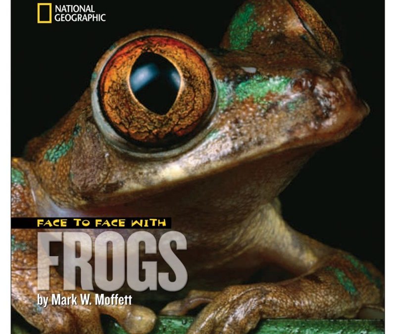 Face to Face With Frogs