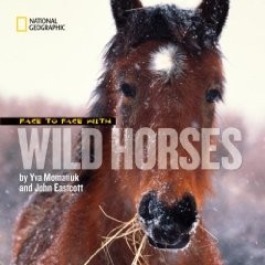 Face To  Face With Wild Horses